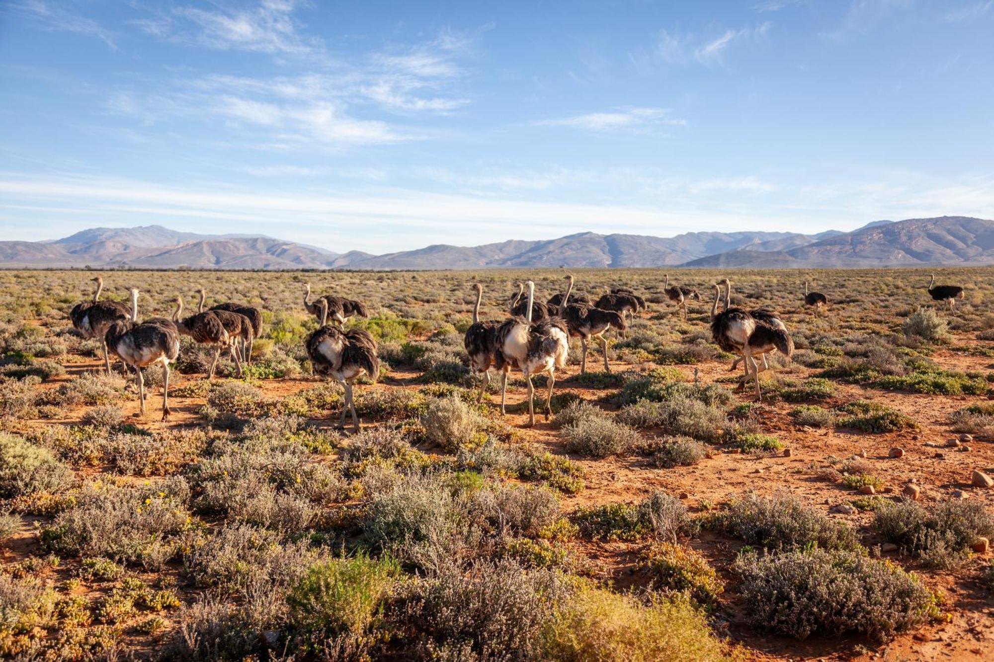Inverdoorn Game Reserve Lodge Breede River Exterior foto